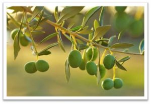 olive.jpg